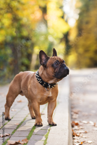 red french bulldog dog in a spiky collar standing outdoors in autumn