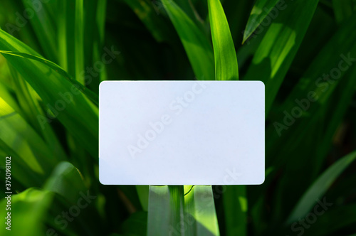 business card mock up with  green leaf background ,   Creative layout with green world concept