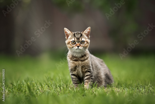british shorthair kitten posing on grass in summer