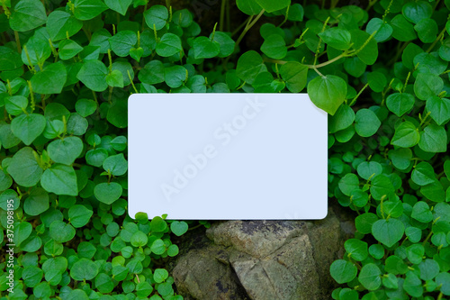 business card mock up with  natural rock and little green leaf background , Creative layout with nature concept. Leaf, background, logo, sign, board, frame, template, top, space, minimal. Flat lay.