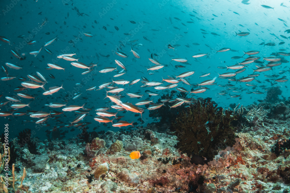 Obraz premium Underwater tropical reef scene, schools of small fish swimming together in blue water among colorful coral reef in The Maldives, Indian Ocean