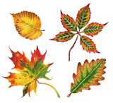 Set of autumn leaves. Oak, maple, elm and chestnut. Autumn illustration. Hand-drawn. Isolated on white background.