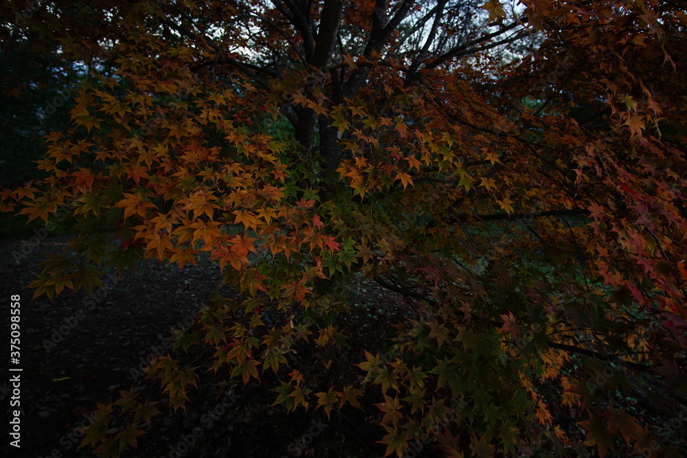 Autumn color tree called KAEDE, in the beautiful green field of Japan Autumn color tree called KAEDE, in the beautiful green field of Japan