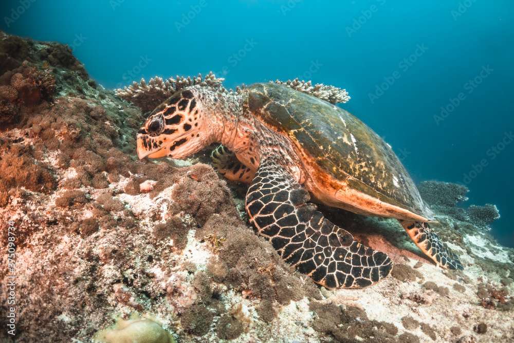 Fototapeta premium Sea turtle swimming among colorful tropical fish and coral reef in The Maldives, Indian Ocean