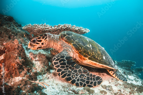 Sea turtle swimming among colorful tropical fish and coral reef in The Maldives  Indian Ocean