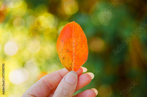 Closeup natural autumn fall view woman hands holding red orange leaf on dark park background. Inspirational nature october or september wallpaper. Change of seasons concept.