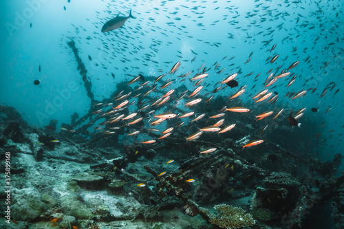 Underwater shot of shipwreck surrounded by colorful; tropical fish in blue water