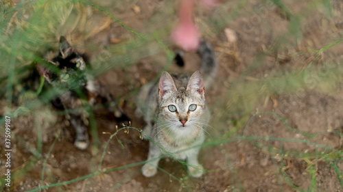 Canvas Print Closeup shot of a cat