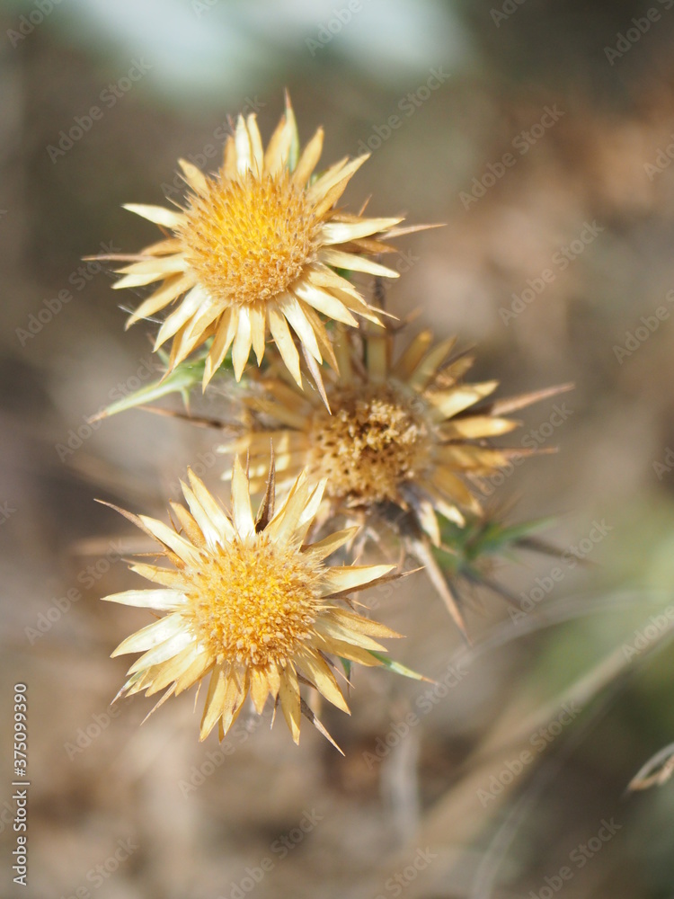 Autumn flowers in the Tuscan Countryside