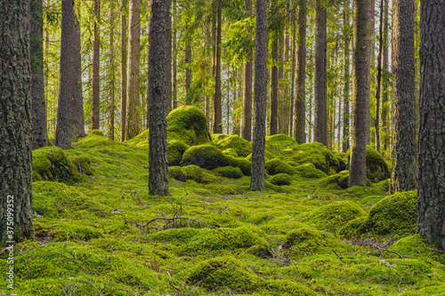 Pine and fir forest with moss covered rocks