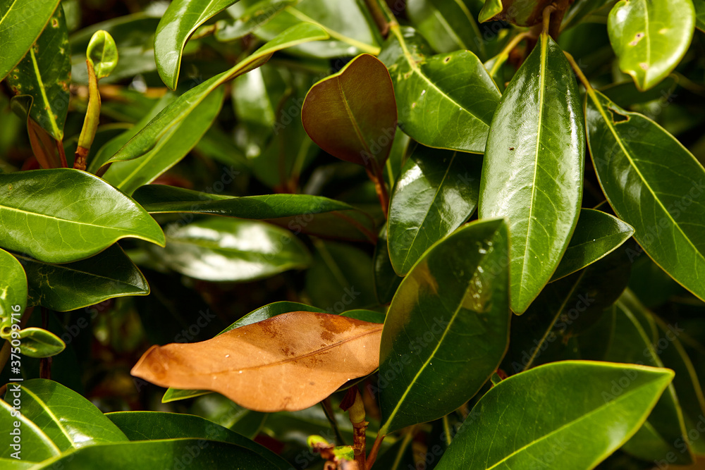 Magnolia fruit on the green leaves background. Magnolia velvet seed pod on tree. Magnolia soulangeana, the saucer magnolia. Magnolia fruit on the green leaves background. Magnolia velvet seed pod on tree. Magnolia soulangeana, the saucer magnolia.