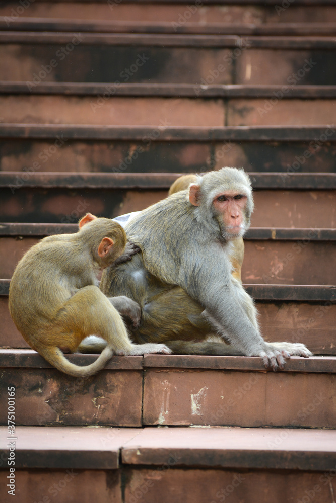 Naklejka premium Monkeys checking for fleas and louse in the park