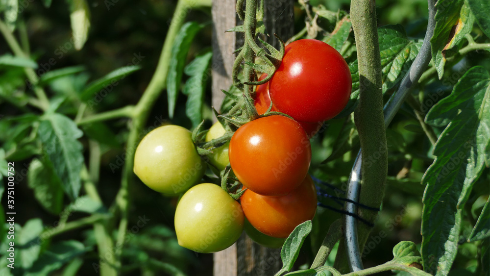 Grüne, orange und rote Tomaten hängen am Strauch