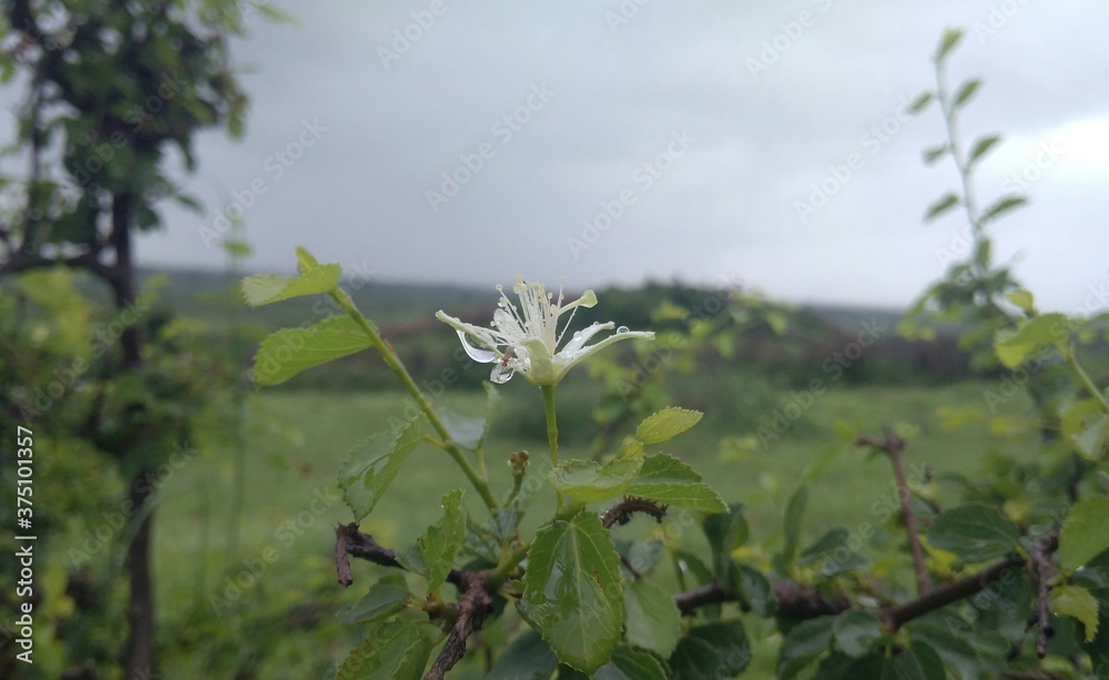 wild flowers in the field