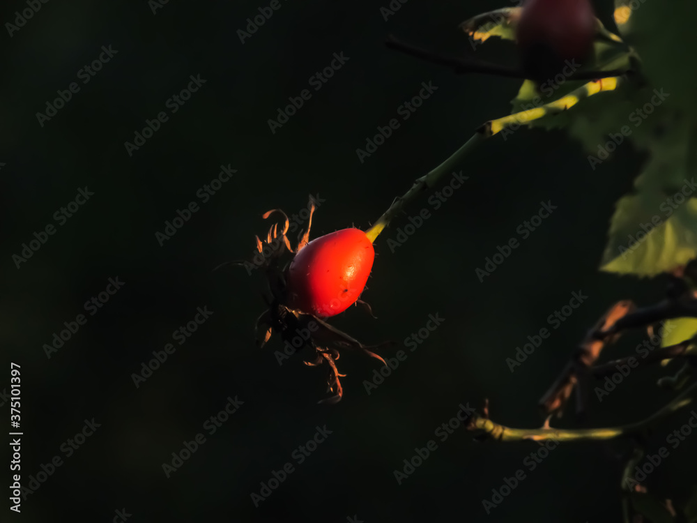 red rose hips