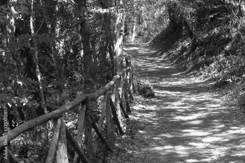 Country lane among the trees. A wooden fence marks the path. Black and white photo.