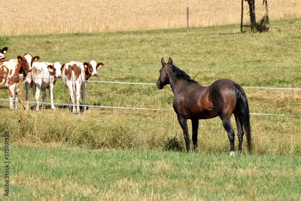 Fototapeta premium Alter American Quarter Horse Hengst