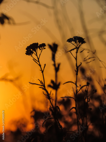 Silhouette of a field plant in the steppe