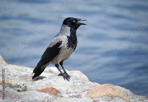 A grey crow basks in the sun on a rocky riverbank with a bokeh effect.