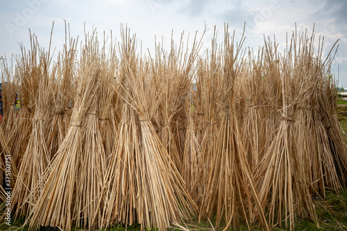 Rows and rows of jute sticks are arranged in the field. The jute fibers are separated and the jute sticks are allowed to dry in the sun.