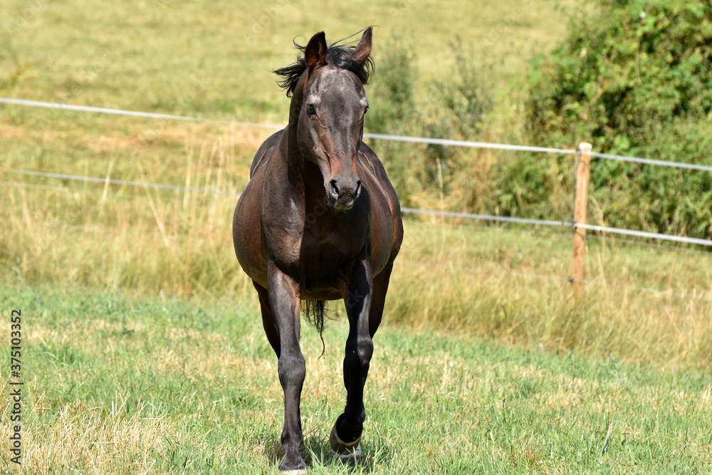 Alter American Quarter Horse Hengst