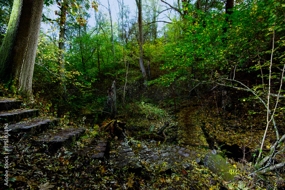 Fototapeta premium Steps on a small path in the forest.