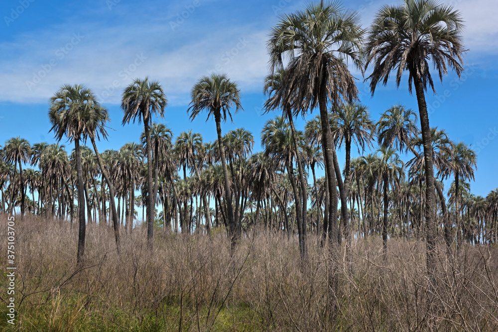 Yatay-Palmen im Nationalpark Los Palmares, Provinz Entre Rios/ Argentinien