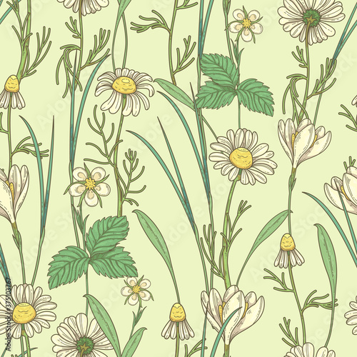 Seamless pattern with daisies and wildflowers