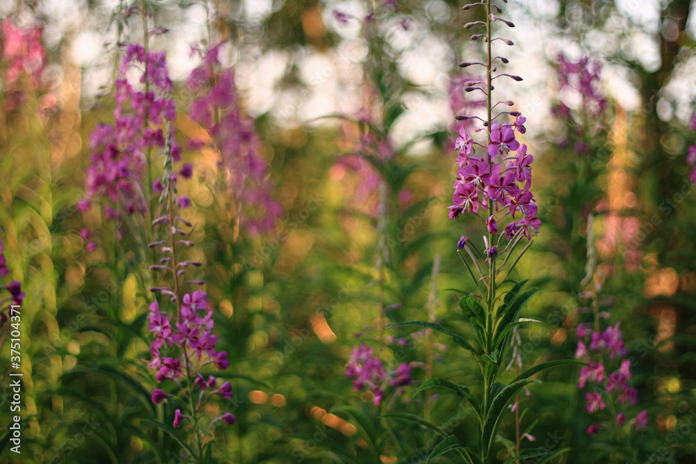 Irish wild fireweed flower, growing freely in Connemara forest beautiful nature background with shallow depth of field and soft tones Irish wild fireweed flower, growing freely in Connemara forest beautiful nature background with shallow depth of field and soft tones