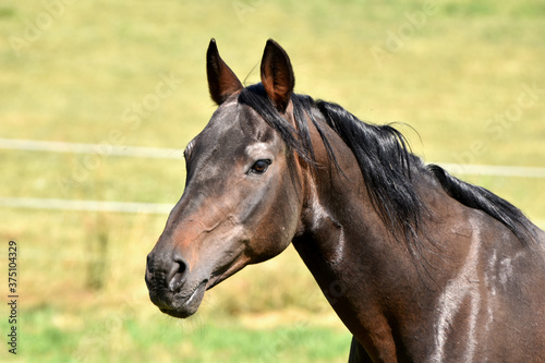 Alter American Quarter Horse Hengst