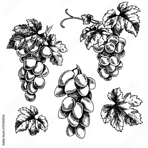 Set of hand drawn vector illustration of grape branches. Isolated black bunch of grapes, grape leaves on white background