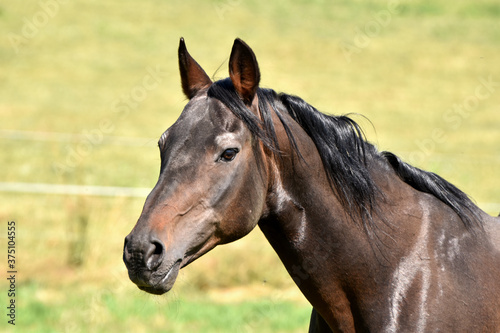 Alter American Qaurter Horse Hengst © lichtreflexe