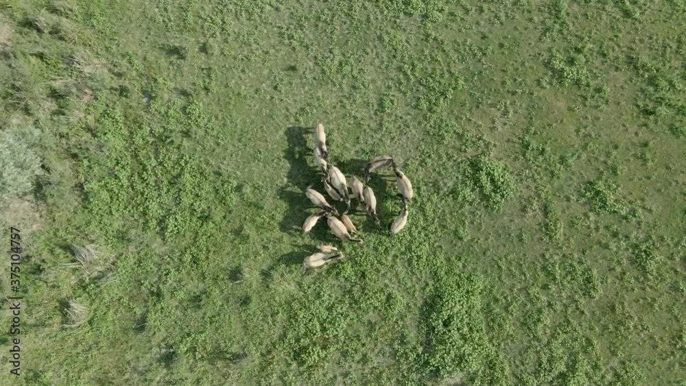 Aerial view, Herd of wild horses grazes on a green meadow. Konik or Polish primitive horse. Camera slowly moves downwards, 4K-60fps. Ermakov island, Danube Biosphere Reserve in Danube delta, Ukraine