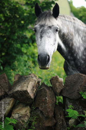 closeup portrait of  Connemara pony looking over stone wall at  camera  Irish landscape from Galway  West Ireland  Wild Atlantic Way