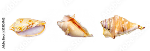 Top view of bright yellow seashell from the ocean set isolated on white background close up.