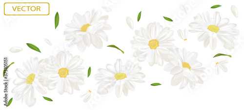 White flower chamomile with green leaf. Blooming chamomile, design for cosmetic product, tea, perfume, essential oil. Beautiful chamomile background. Banner for you health products. 3d vector.