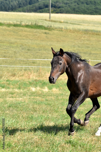Alter American Quarter Horse Hengst © lichtreflexe