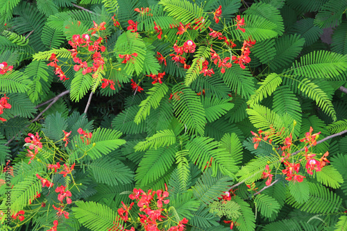beautiful red Caesalpinia pulcherrima is a species of flowering plant in the pea family Fabaceae