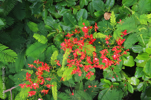 beautiful red Caesalpinia pulcherrima is a species of flowering plant in the pea family Fabaceae