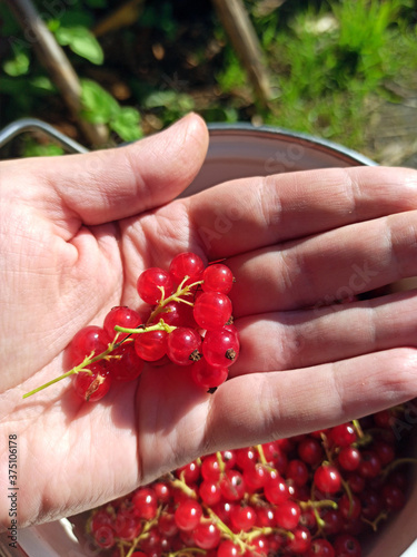 Red Currant Berries Lie In The Palm. Handful of fresh, juicy red currants. riboflavin. Berries in palm