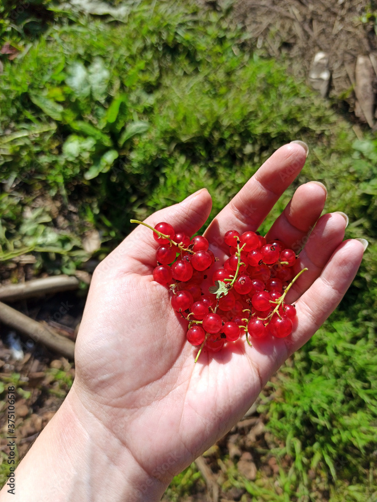 Red Currant Berries Lie In The Palm. Handful of fresh, juicy red currants. riboflavin. Berries in palm