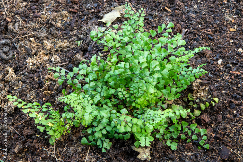 Himalayan maidenhair fern (Adiantum venustum) Himalayan maidenhair fern (Adiantum venustum)