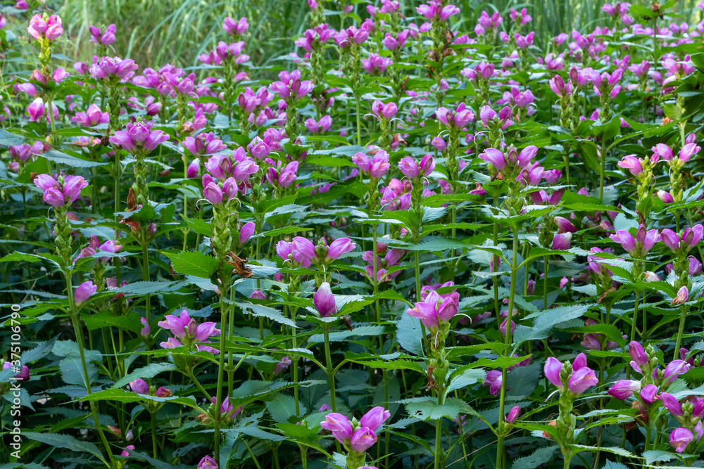 Red turtlehead (Chelone obliqua) blooming in a garden