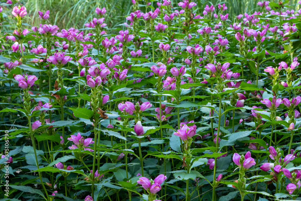 Red turtlehead (Chelone obliqua) blooming in a garden Red turtlehead (Chelone obliqua) blooming in a garden