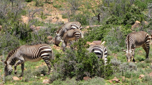 A Herd of Rare Cape Mountain Zebra  Karoo NP  South Africa