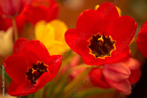 Bouquet of red flowers. Red tulips.