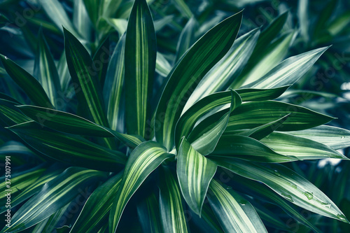 Tropical dark green leaf  large foliage 