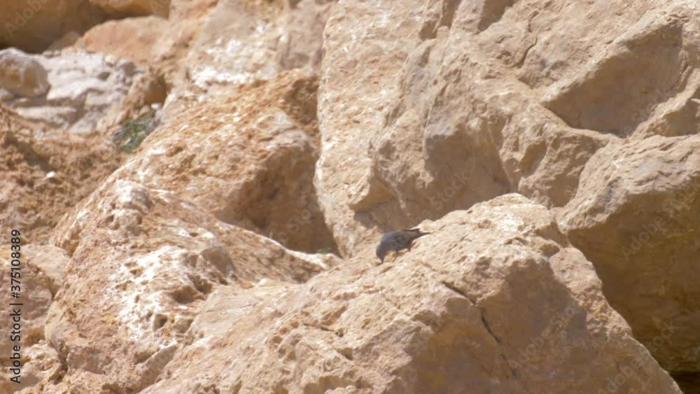 Black Redstart on rocks, Mount Hermon, Israel
Long shot, Syria, Israel,2020
Black Redstart on rocks, Mount Hermon, Israel
Long shot, Syria, Israel,2020