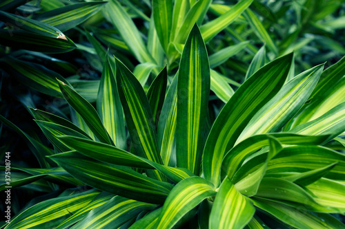 Tropical dark green leaf, large foliage,