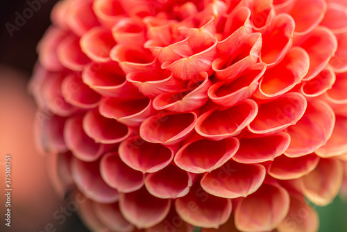 flower of a red Dahlia.